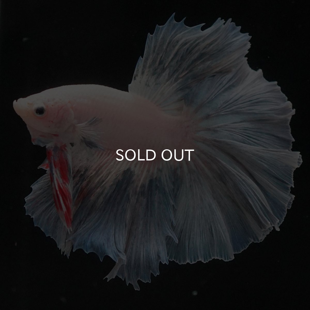 画像5: HM　ホワイトファンシー (5)