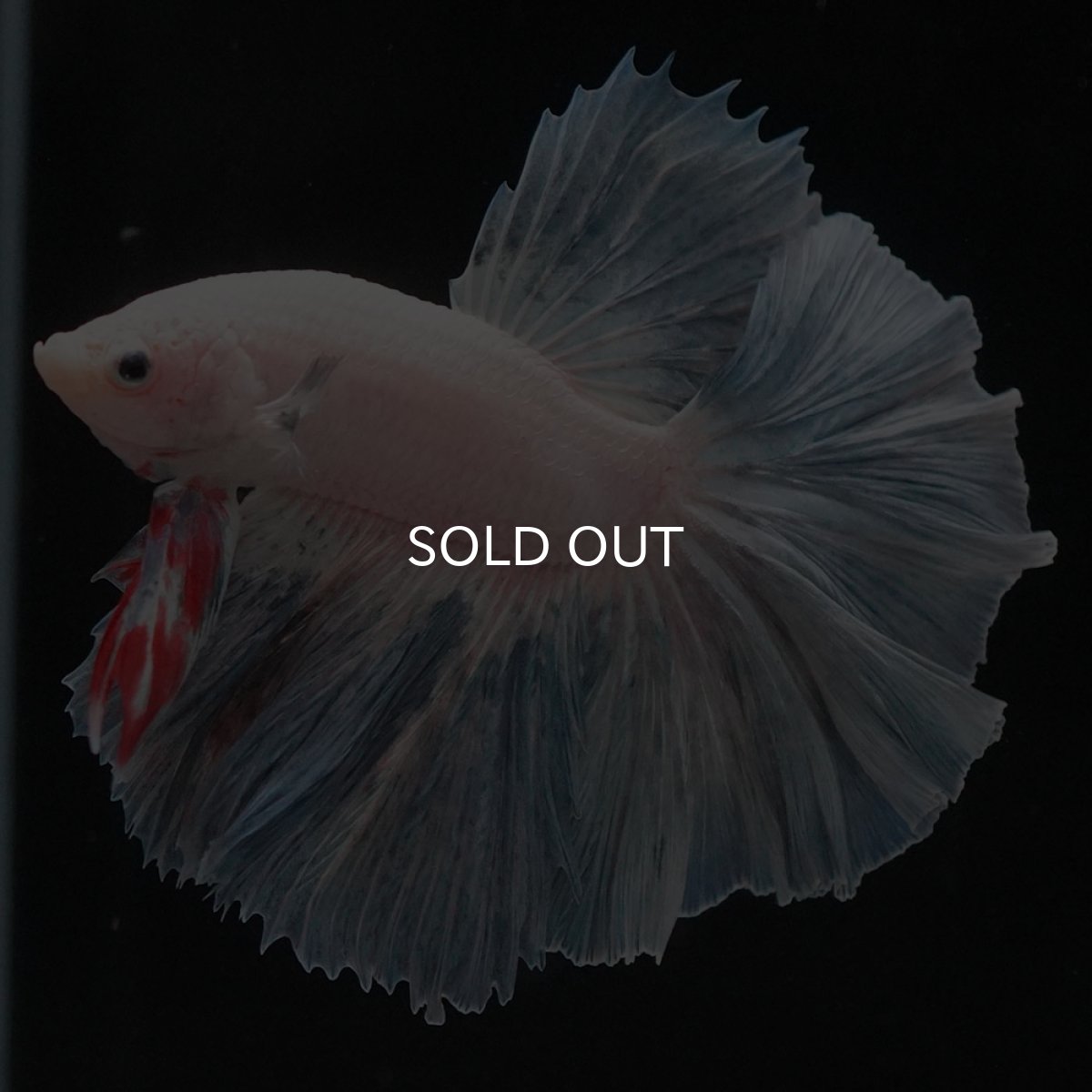 画像3: HM　ホワイトファンシー (3)