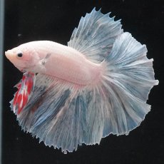 画像3: HM　ホワイトファンシー (3)