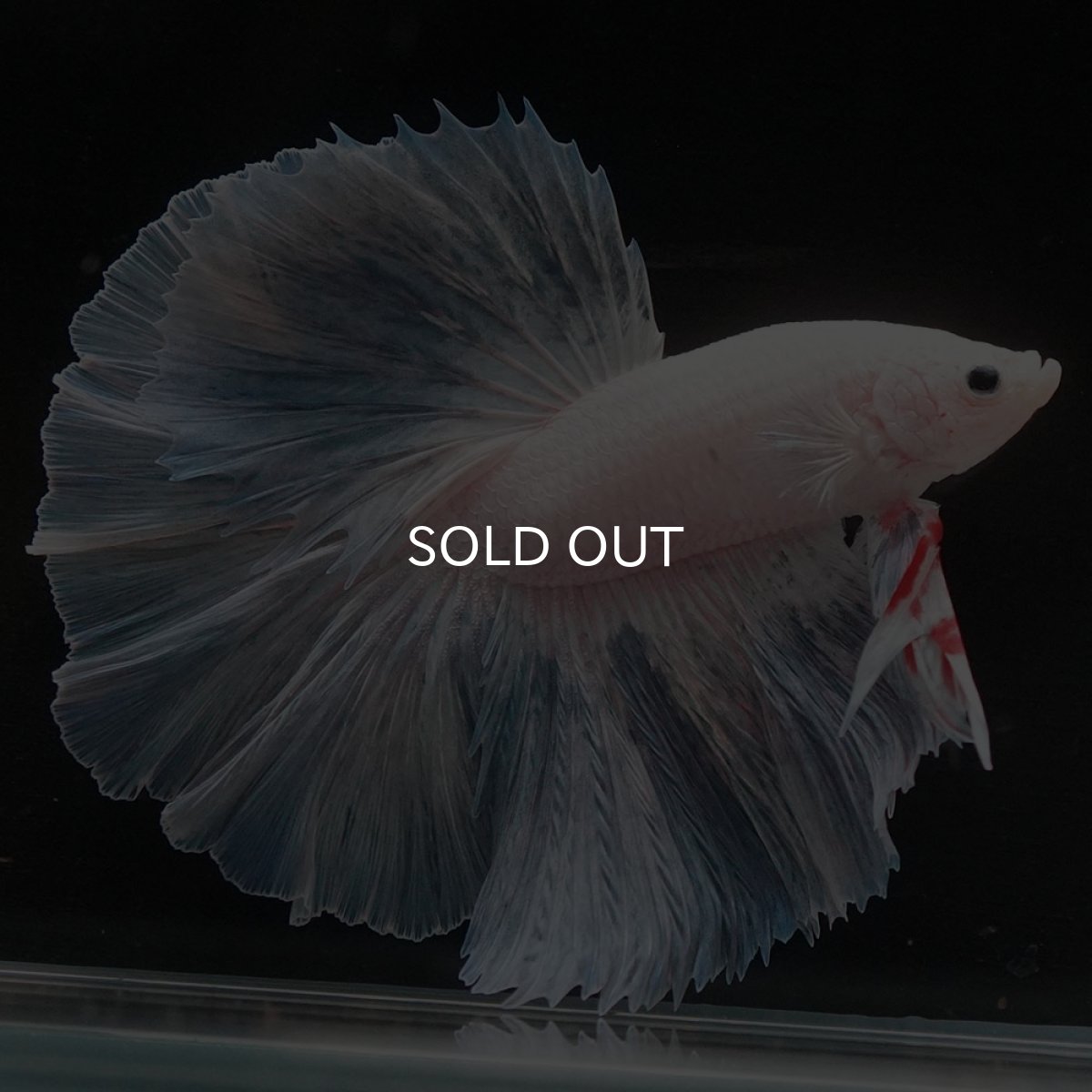 画像2: HM　ホワイトファンシー (2)