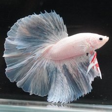 画像2: HM　ホワイトファンシー (2)