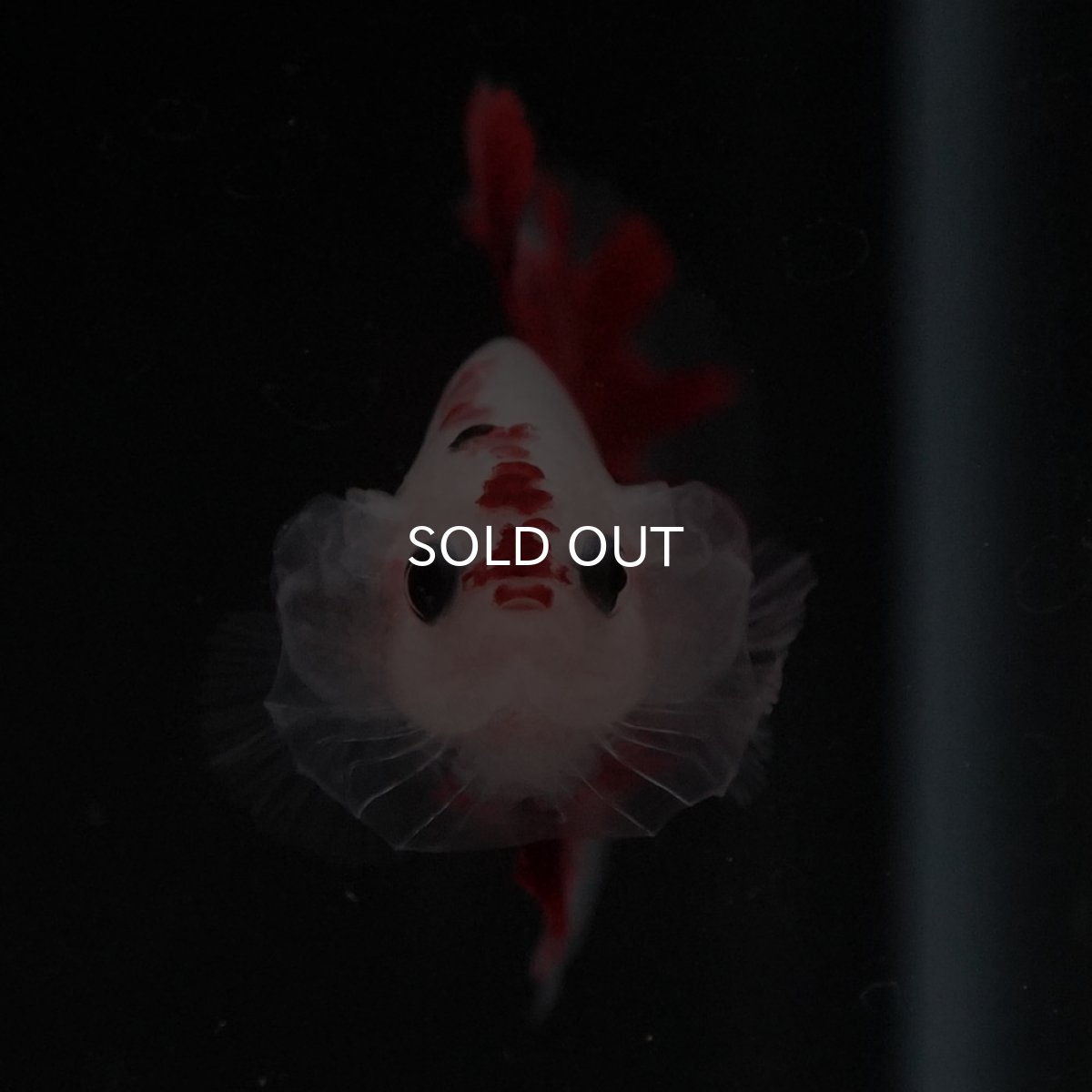 画像2: HMPK　紅白 (2)