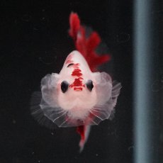 画像2: HMPK　紅白 (2)