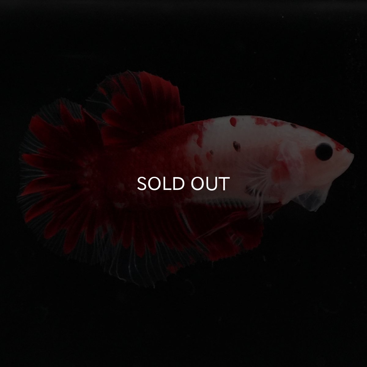 画像8: HMPK　紅白 (8)