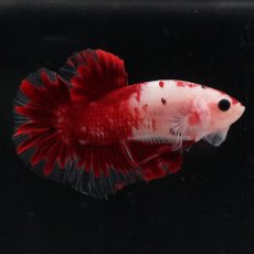 画像8: HMPK　紅白 (8)