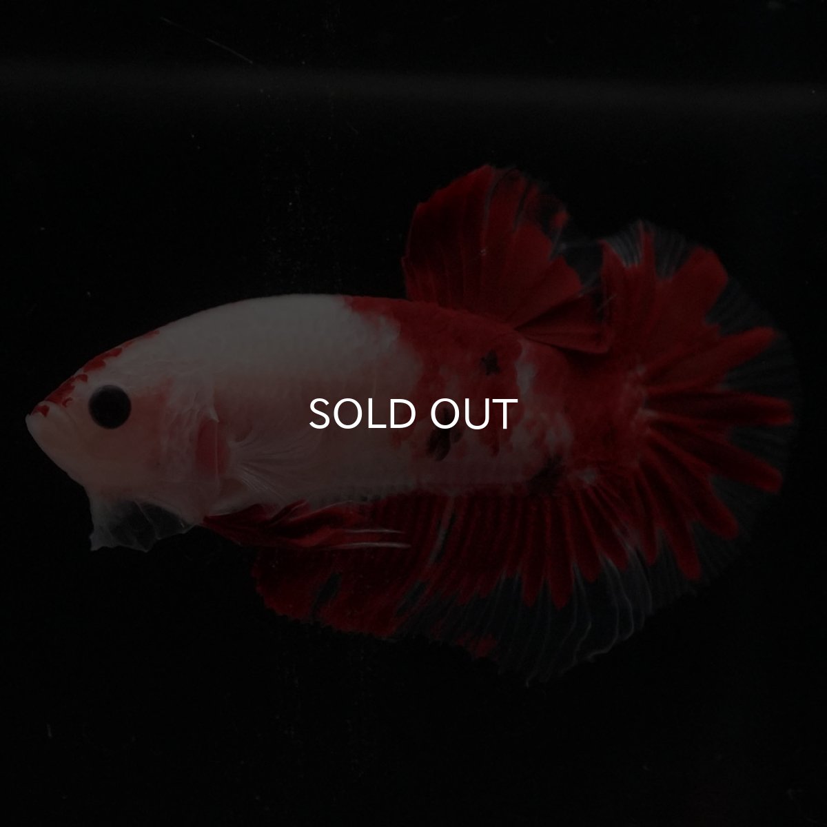 画像7: HMPK　紅白 (7)