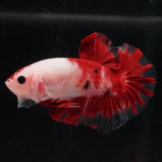 画像7: HMPK　紅白 (7)