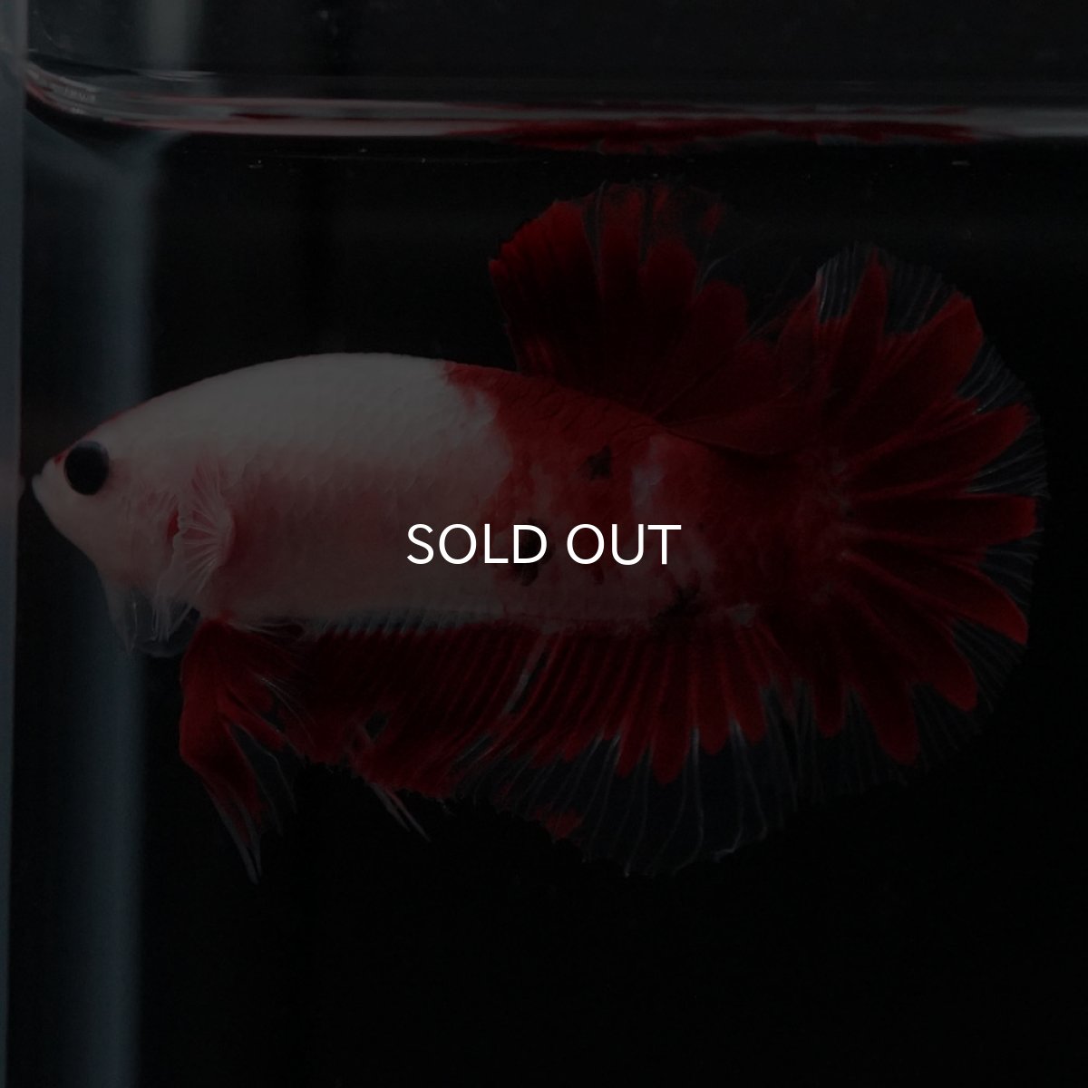 画像5: HMPK　紅白 (5)