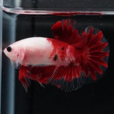 画像5: HMPK　紅白 (5)