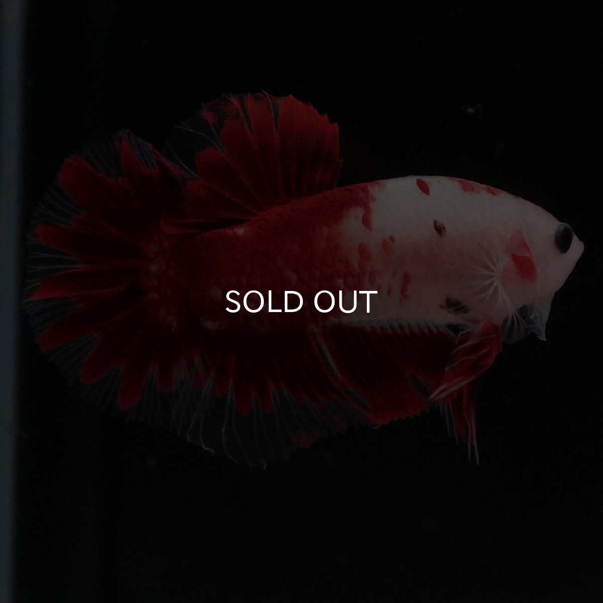 画像6: HMPK　紅白 (6)