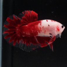 画像6: HMPK　紅白 (6)