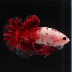 画像4: HMPK　紅白 (4)