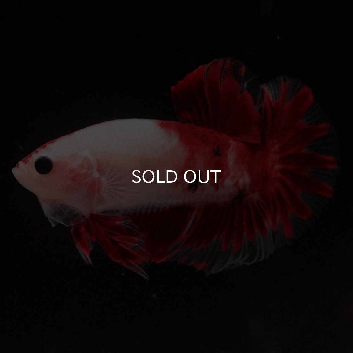 画像3: HMPK　紅白 (3)