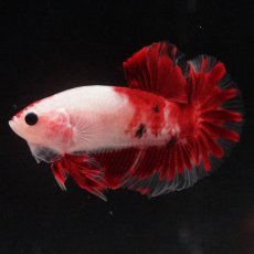 画像3: HMPK　紅白 (3)