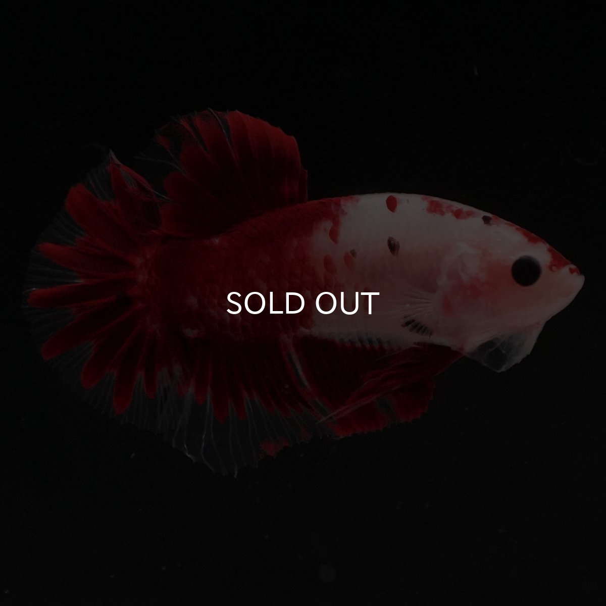 画像1: HMPK　紅白 (1)