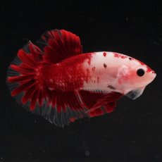 画像1: HMPK　紅白 (1)