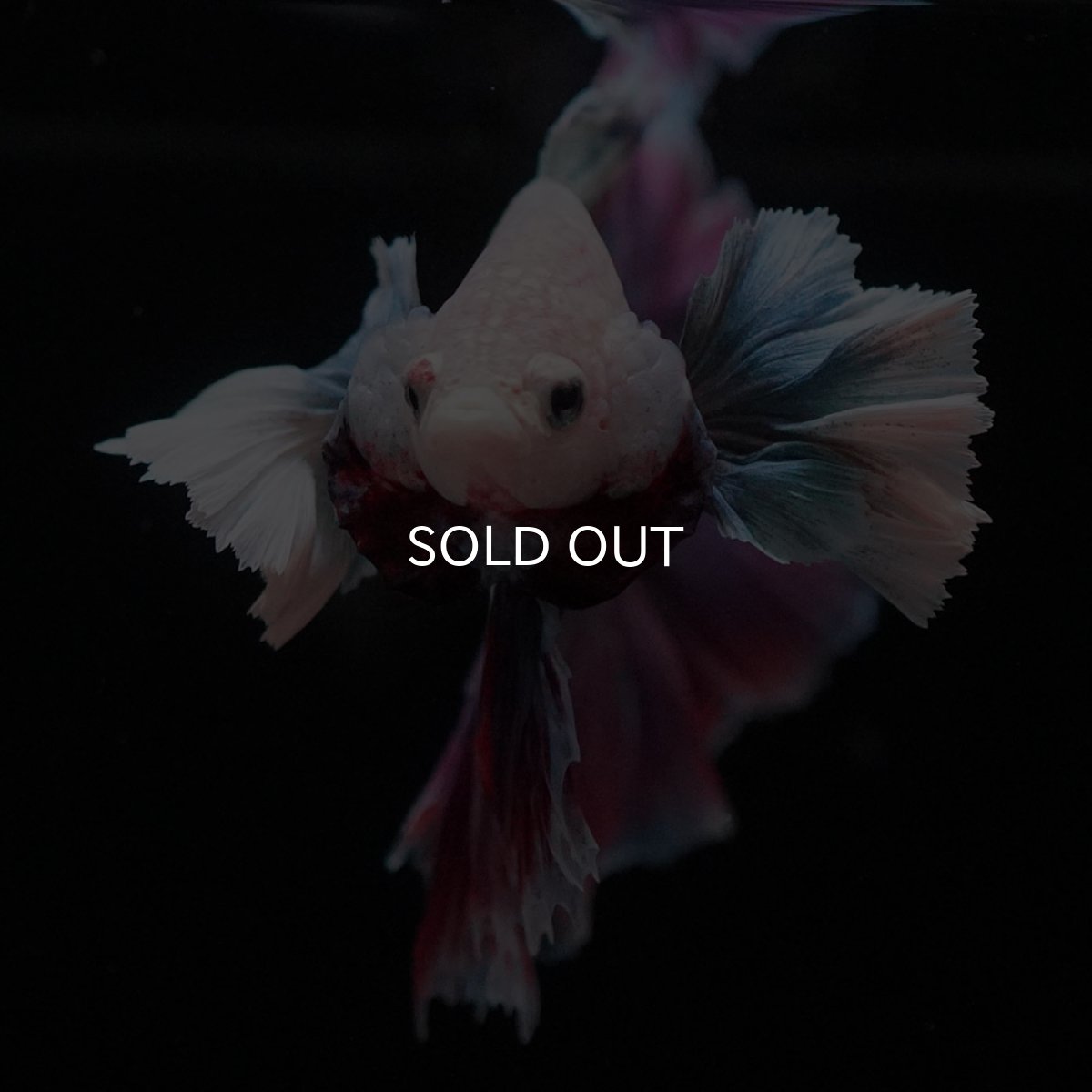 画像2: HMダンボ　ファンシー (2)