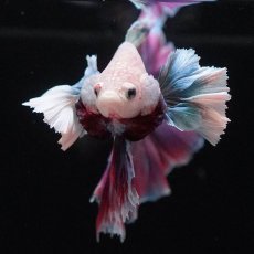 画像2: HMダンボ　ファンシー (2)