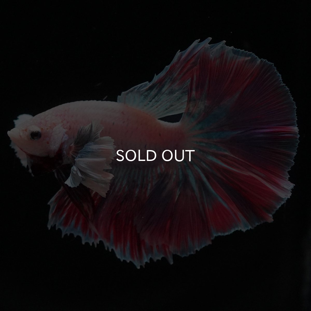 画像1: HMダンボ　ファンシー (1)