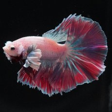 画像1: HMダンボ　ファンシー (1)