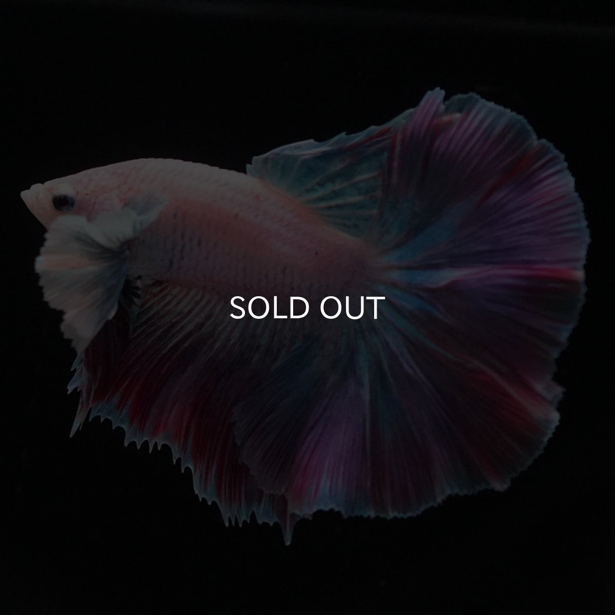 画像5: HMダンボ　ファンシー (5)