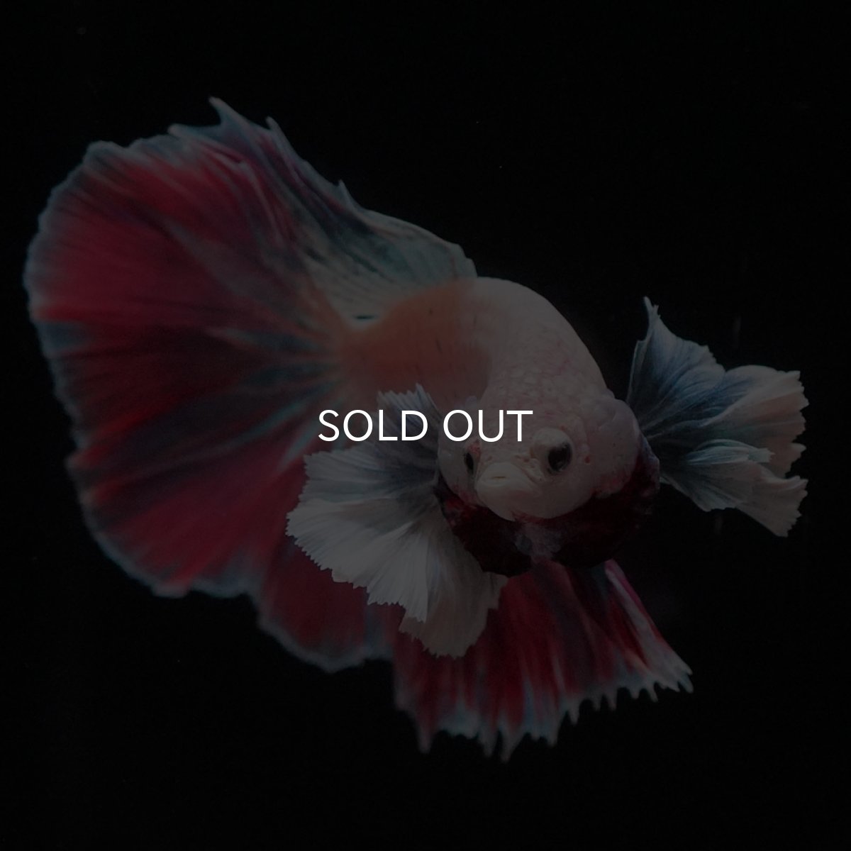 画像4: HMダンボ　ファンシー (4)