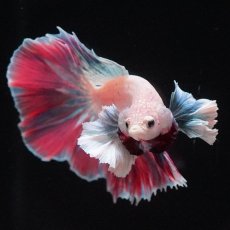 画像4: HMダンボ　ファンシー (4)