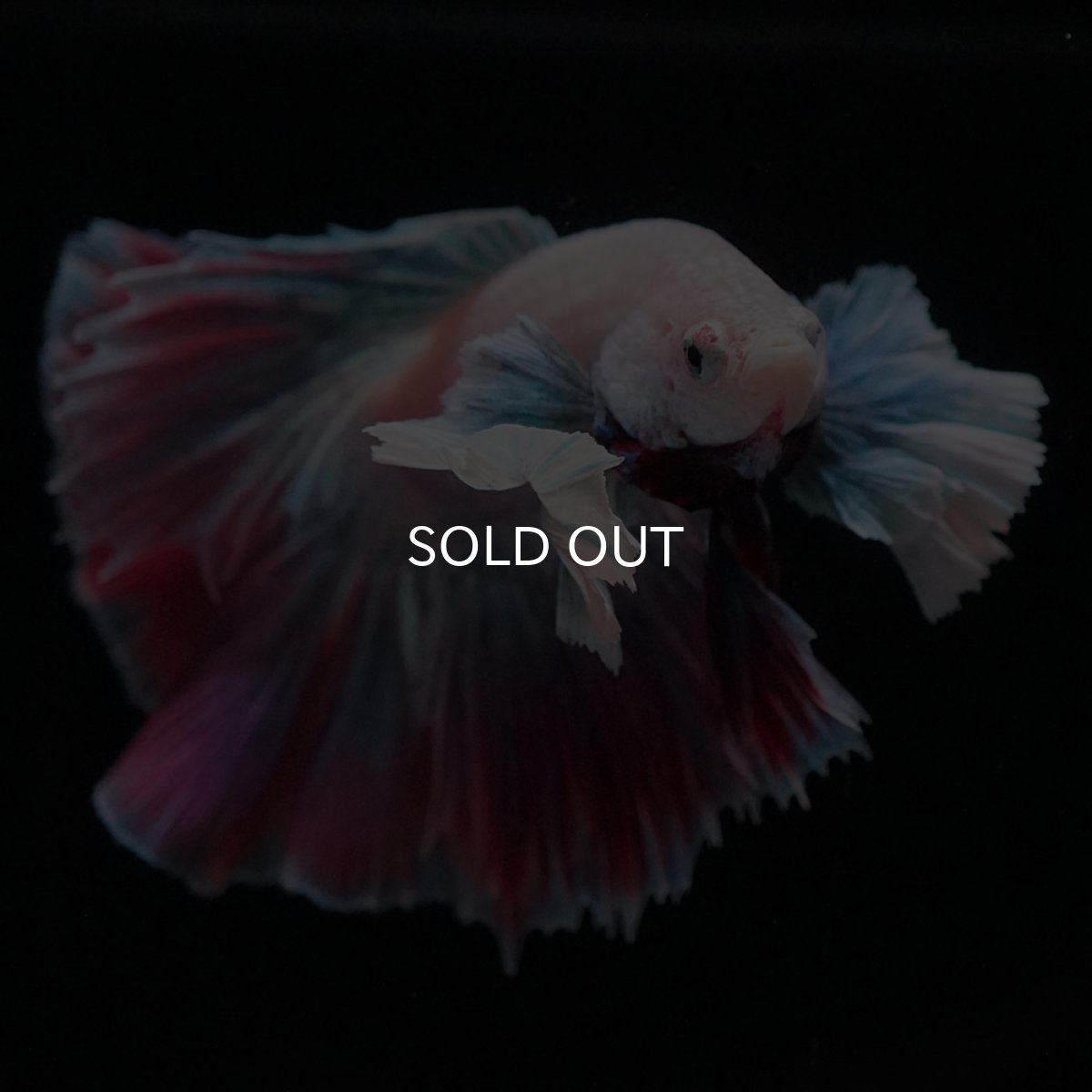 画像6: HMダンボ　ファンシー (6)