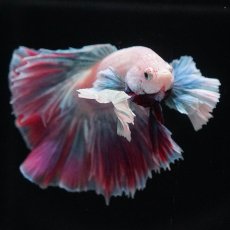 画像6: HMダンボ　ファンシー (6)