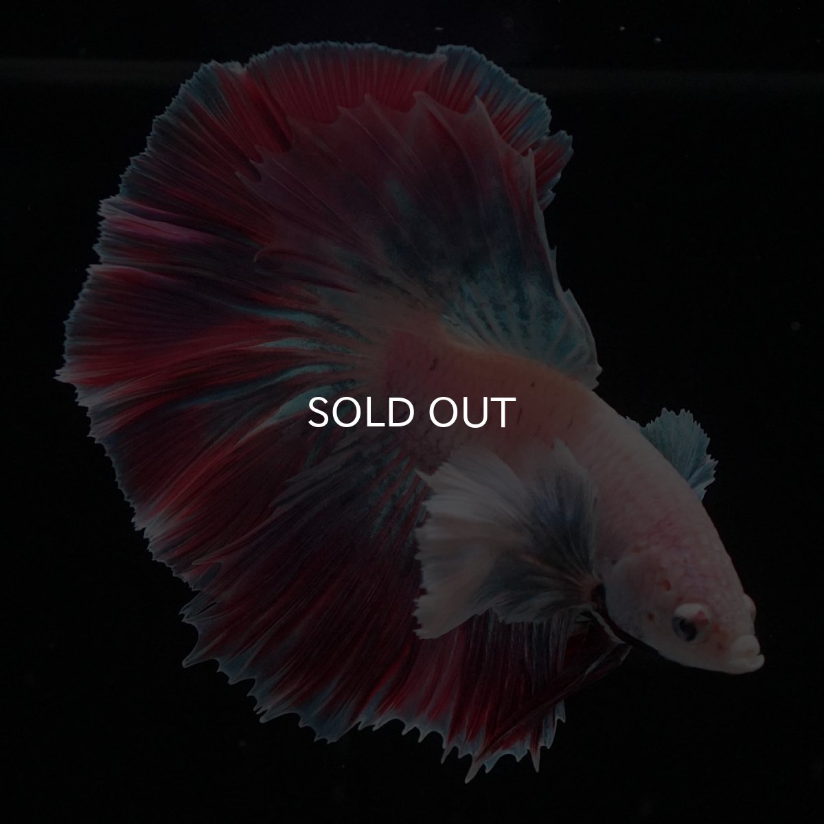 画像7: HMダンボ　ファンシー (7)