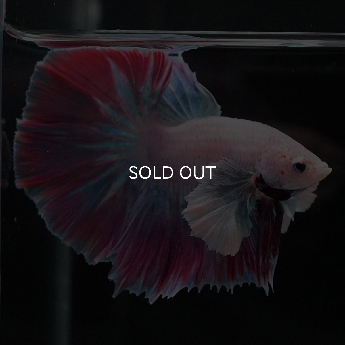 画像3: HMダンボ　ファンシー (3)