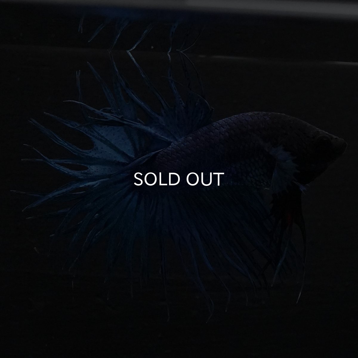 画像1: KCT　ブルー (1)