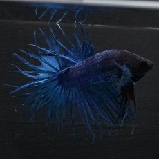 画像1: KCT　ブルー (1)