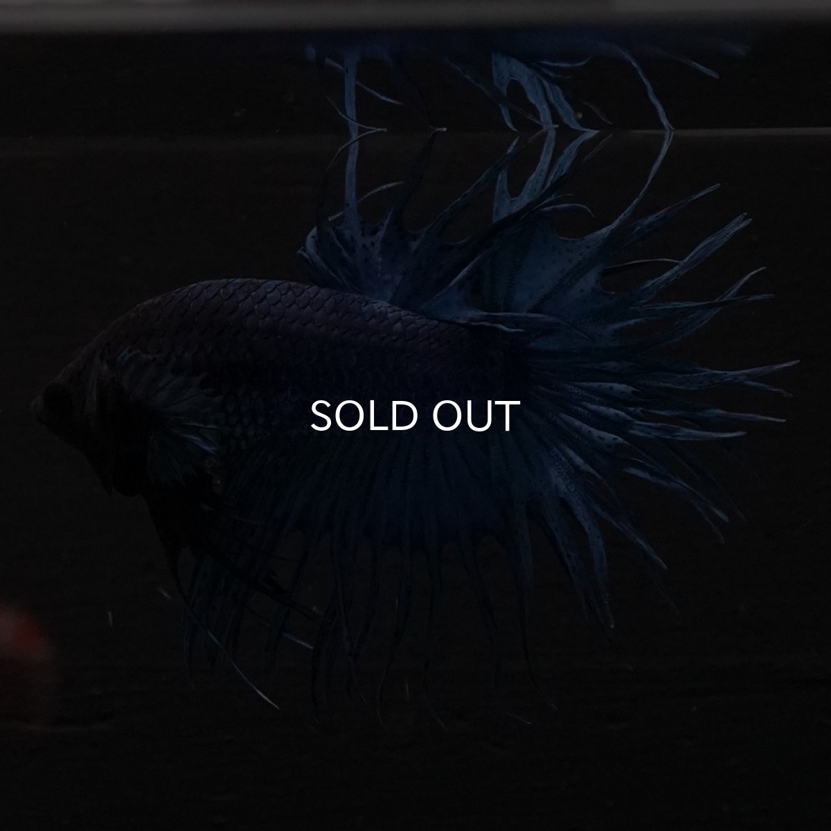 画像4: KCT　ブルー (4)