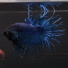 画像4: KCT　ブルー (4)