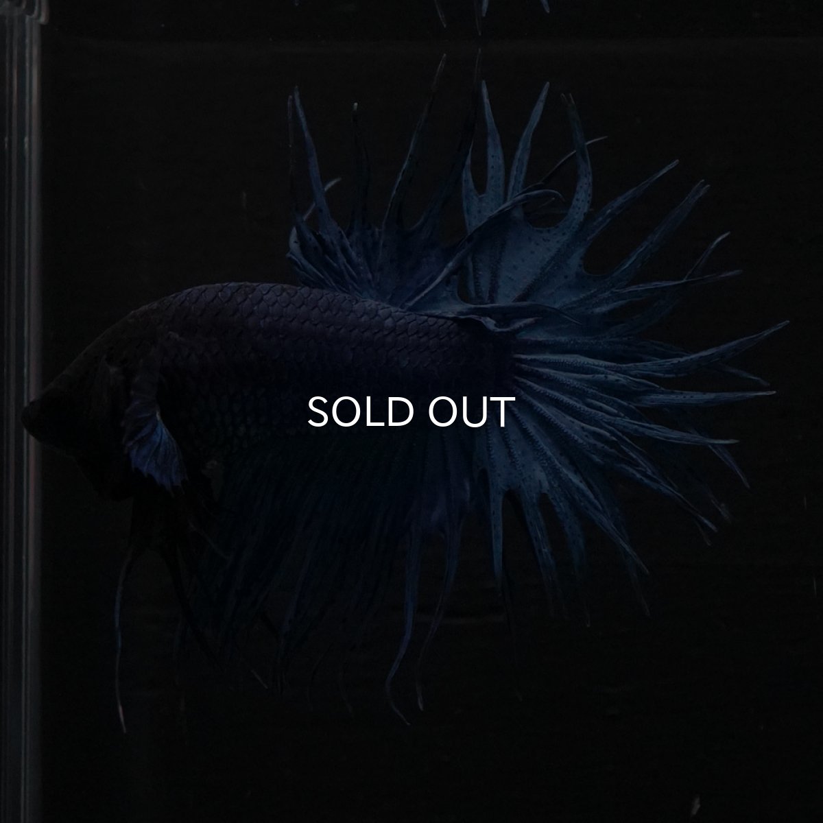 画像2: KCT　ブルー (2)