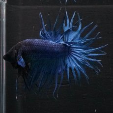 画像2: KCT　ブルー (2)