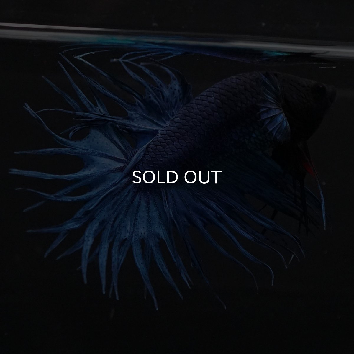 画像3: KCT　ブルー (3)