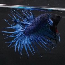 画像3: KCT　ブルー (3)