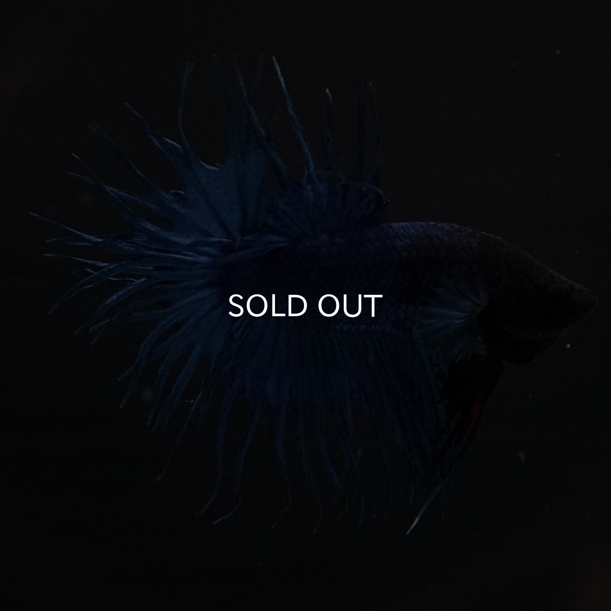 画像5: KCT　ブルー (5)