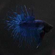 画像5: KCT　ブルー (5)