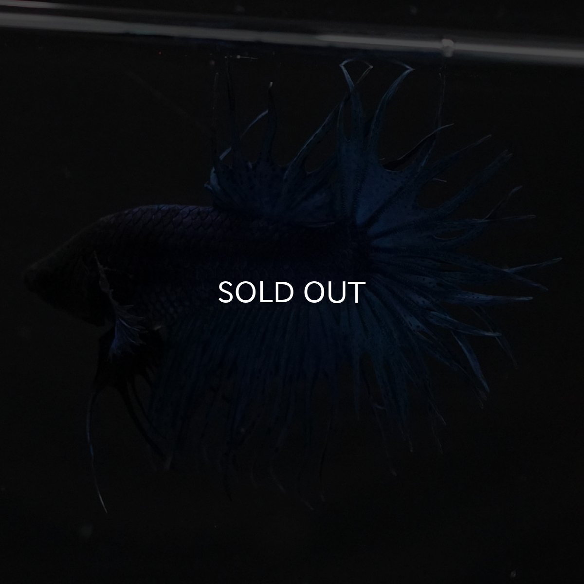 画像8: KCT　ブルー (8)