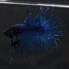 画像8: KCT　ブルー (8)