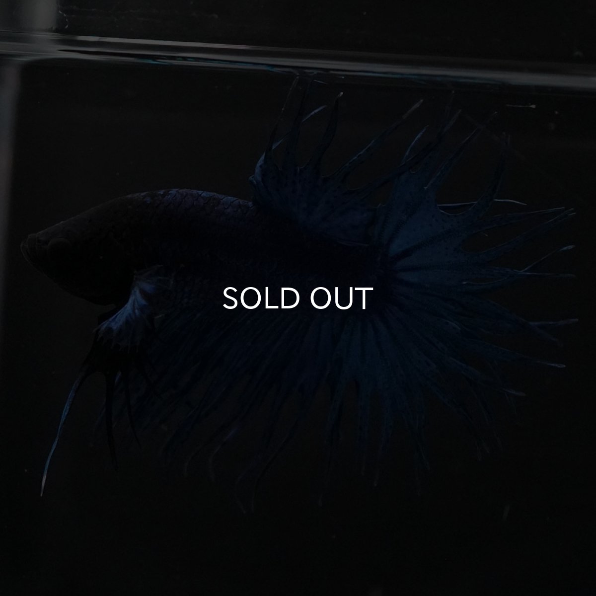 画像7: KCT　ブルー (7)