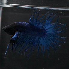 画像7: KCT　ブルー (7)