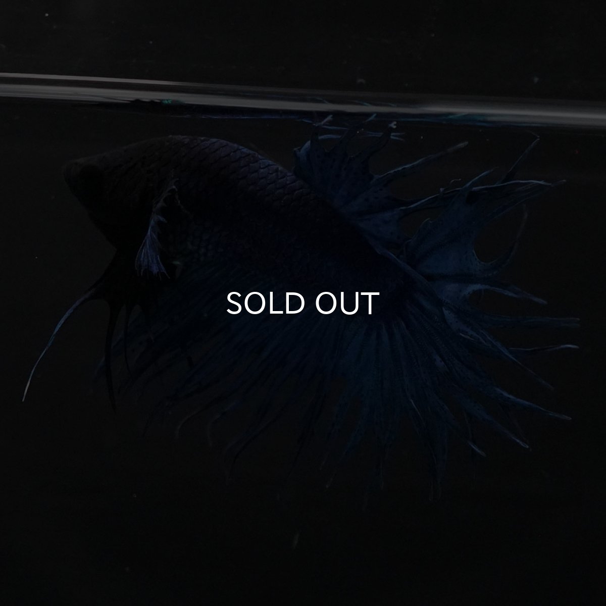 画像6: KCT　ブルー (6)