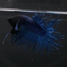 画像6: KCT　ブルー (6)