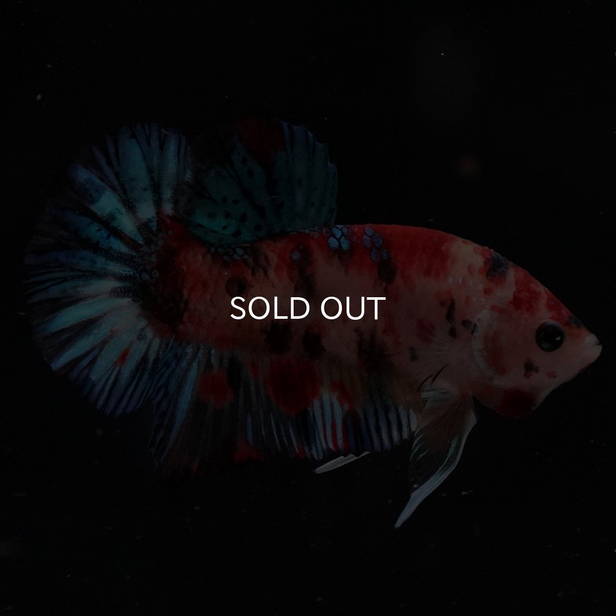 画像3: HMPK　キャンディ (3)