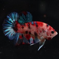 画像3: HMPK　キャンディ (3)