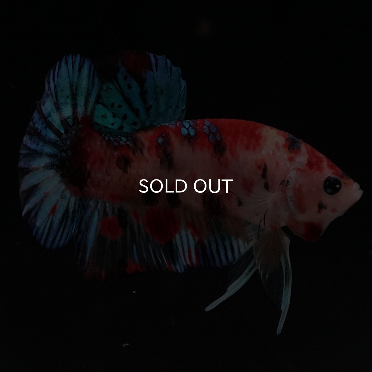 画像9: HMPK　キャンディ (9)